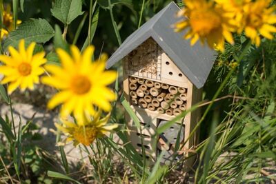 biodiversiteit-in-de-tuin-1596196455-n